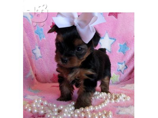PoulaTo: Yorkshire terrier κουτάβια
